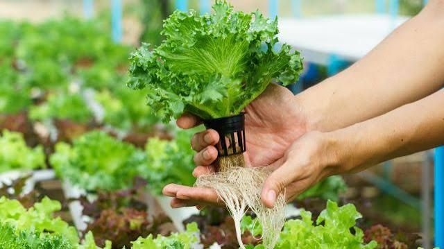 6 Penyebab Utama Kegagalan Panen Hidroponik yang Harus Dihindari